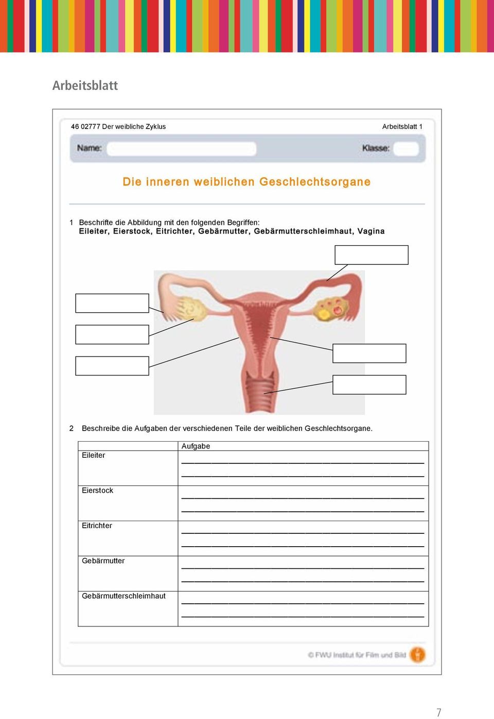 Eitrichter, Gebärmutter, Gebärmutterschleimhaut, Vagina 2 Beschreibe die Aufgaben der