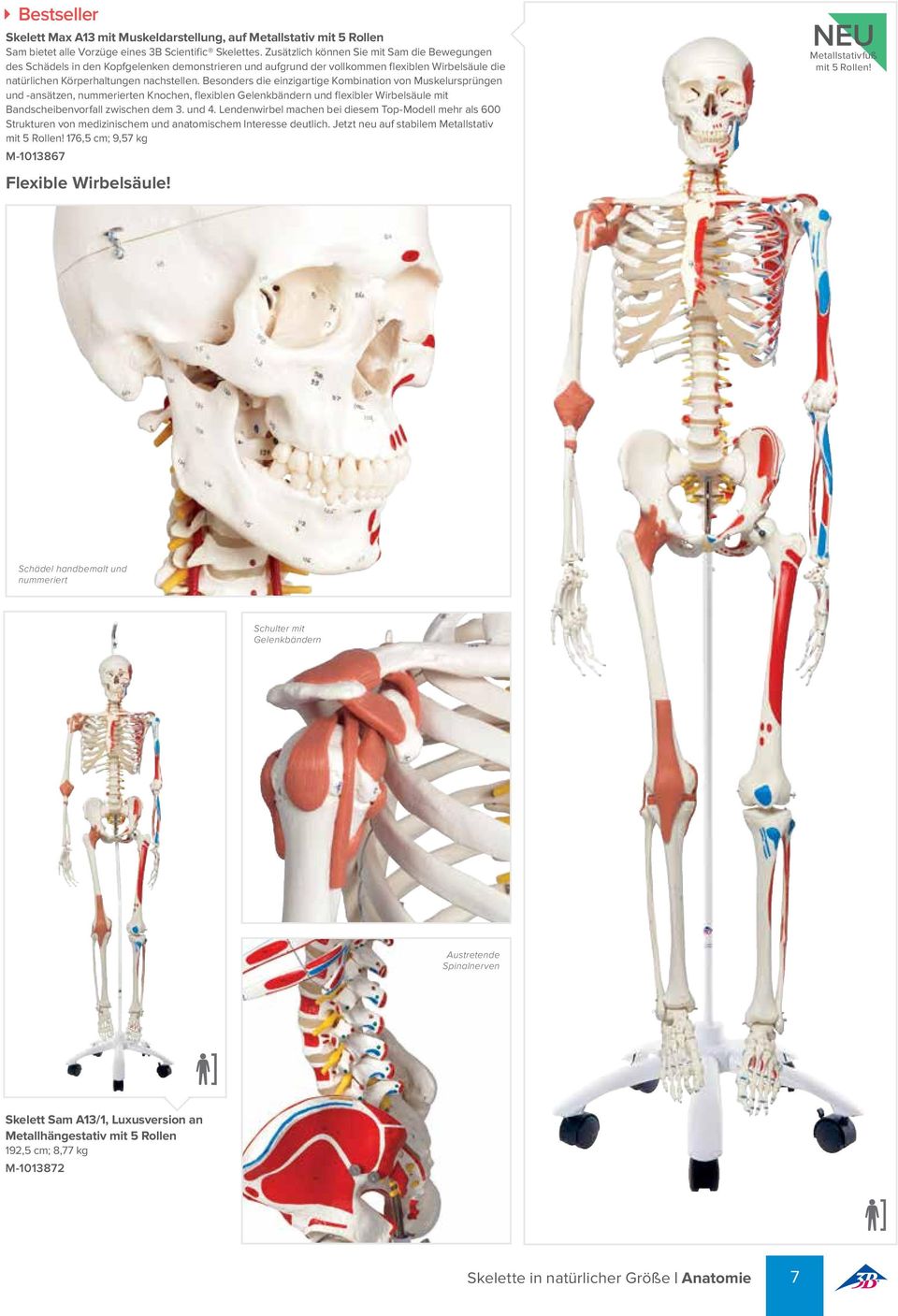 Besonders die einzigartige Kombination von Muskelursprüngen und -ansätzen, nummerierten Knochen, flexiblen Gelenkbändern und flexibler Wirbelsäule mit Bandscheibenvorfall zwischen dem 3. und 4.