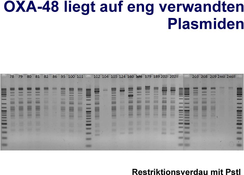 Plasmiden