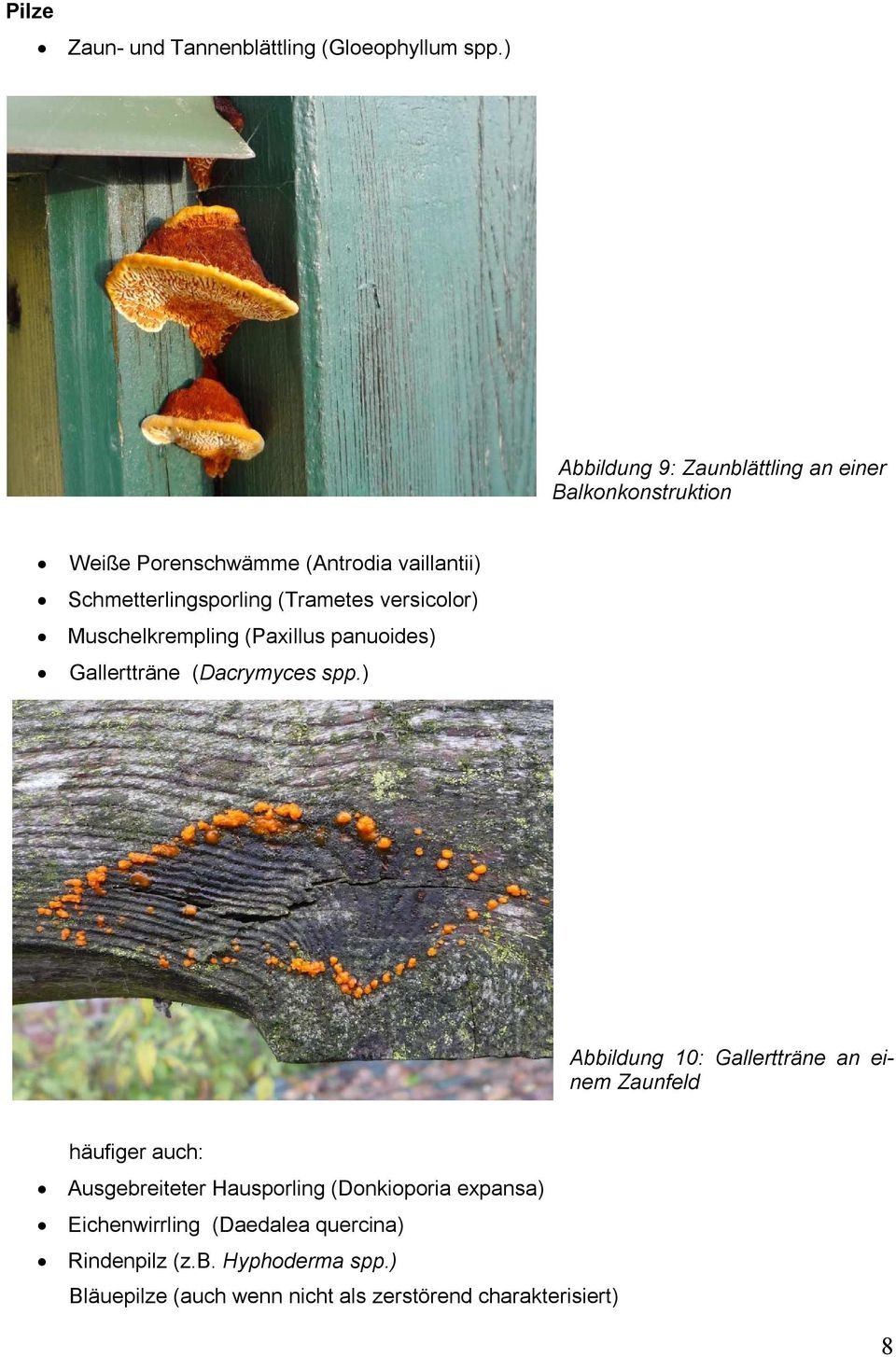 (Trametes versicolor) Muschelkrempling (Paxillus panuoides) Gallertträne (Dacrymyces spp.
