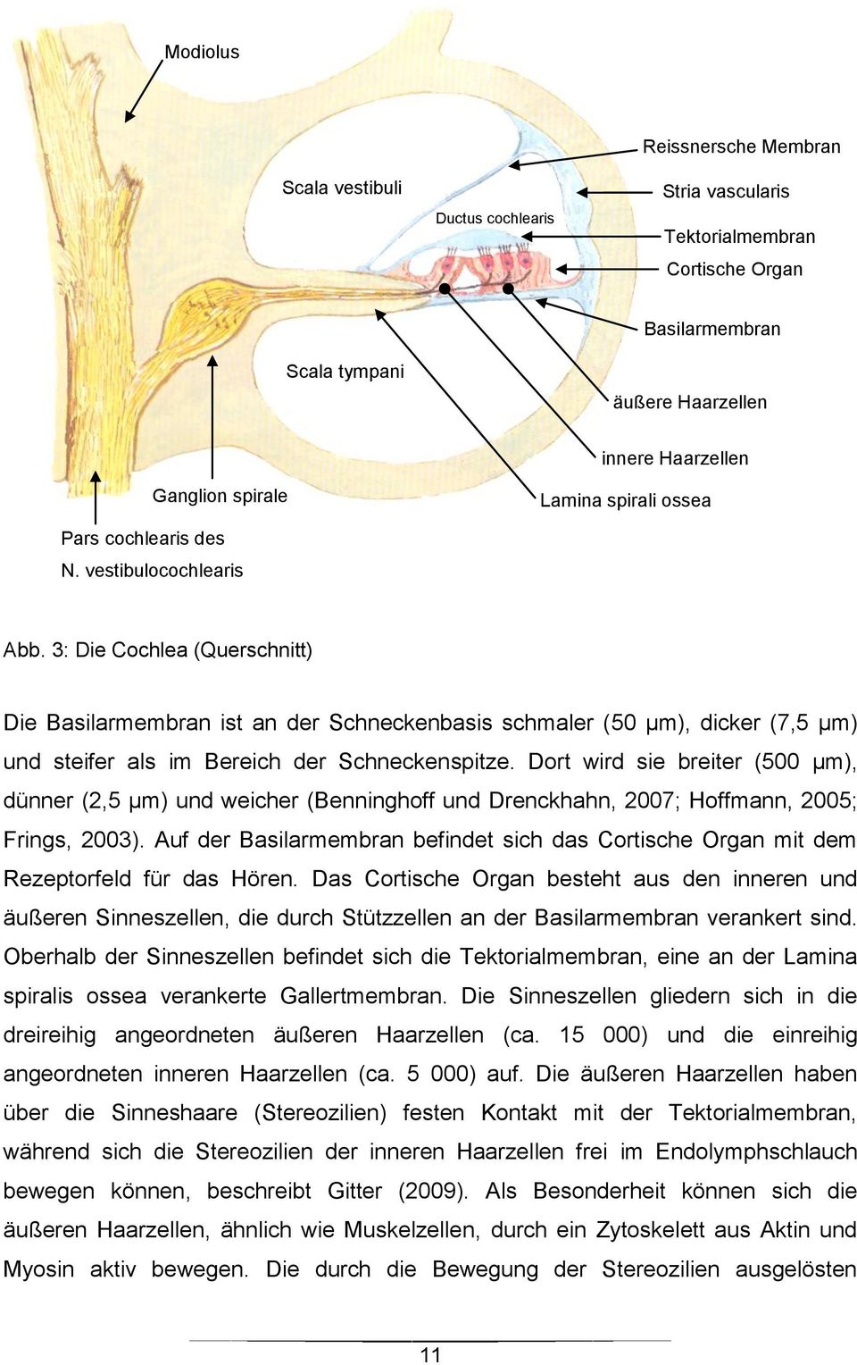 3: Die Cochlea (Querschnitt) Die Basilarmembran ist an der Schneckenbasis schmaler (50 µm), dicker (7,5 µm) und steifer als im Bereich der Schneckenspitze.