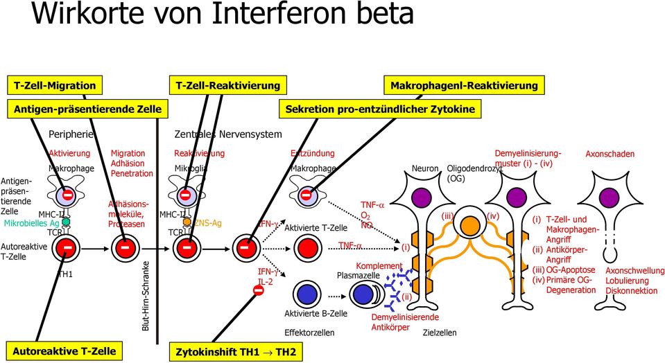 Mikroglia MHC-II ZNS-Ag TCR IFN-γ IFN-γ IL-2 Entzündung Makrophage Aktivierte T-Zelle Aktivierte B-Zelle Effektorzellen TNF-α TNF-α O 2 NO Komplement Plasmazelle (i) (ii) Neuron Demyelinisierende
