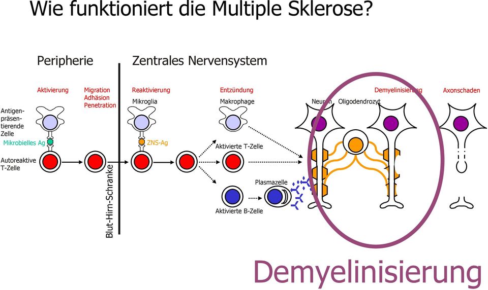 Demyelinisierung Axonschaden Adhäsion Mikroglia Makrophage Neuron Oligodendrozyt Penetration