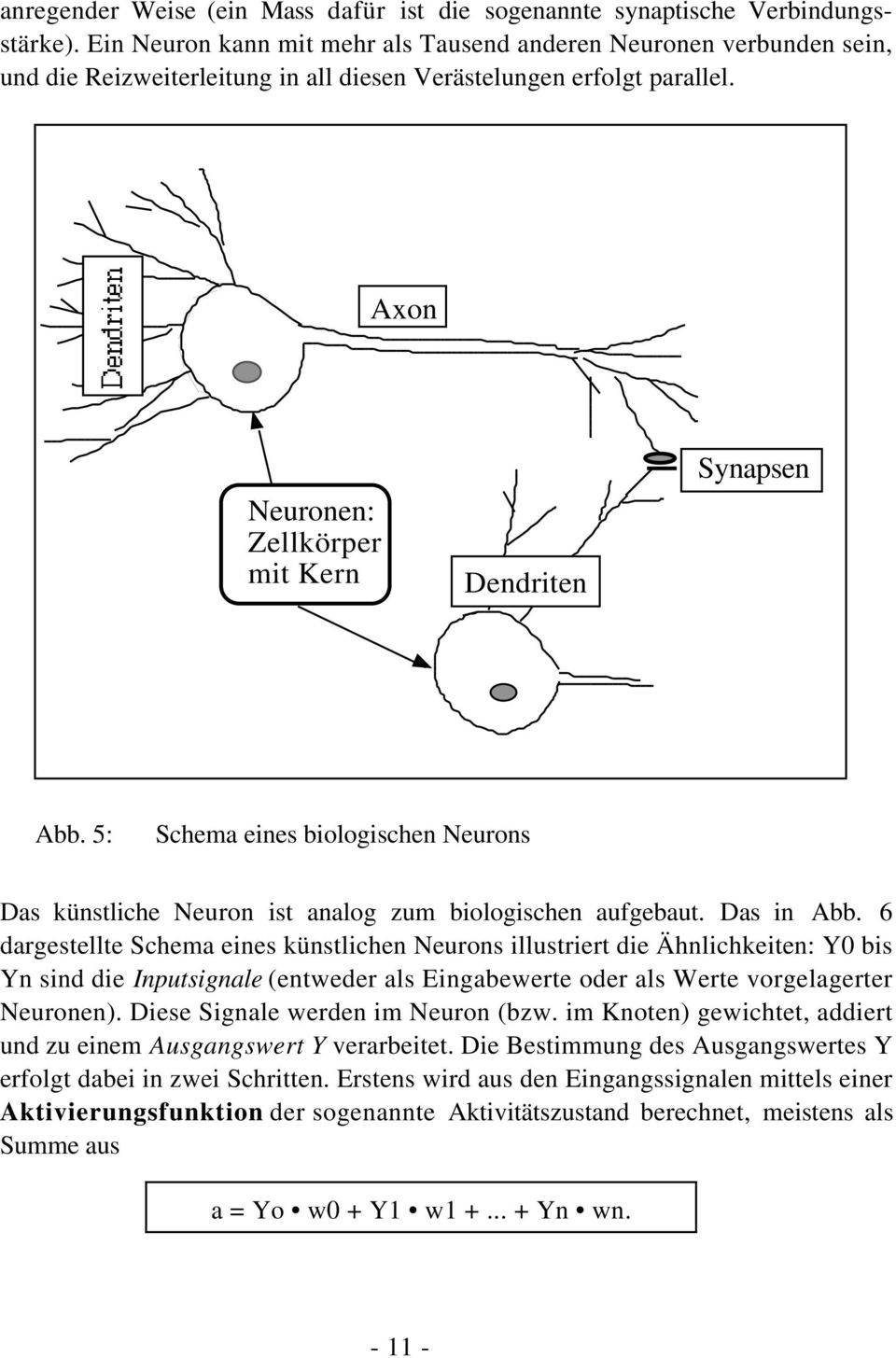 5: Schema eines biologischen Neurons Das künstliche Neuron ist analog zum biologischen aufgebaut. Das in Abb.