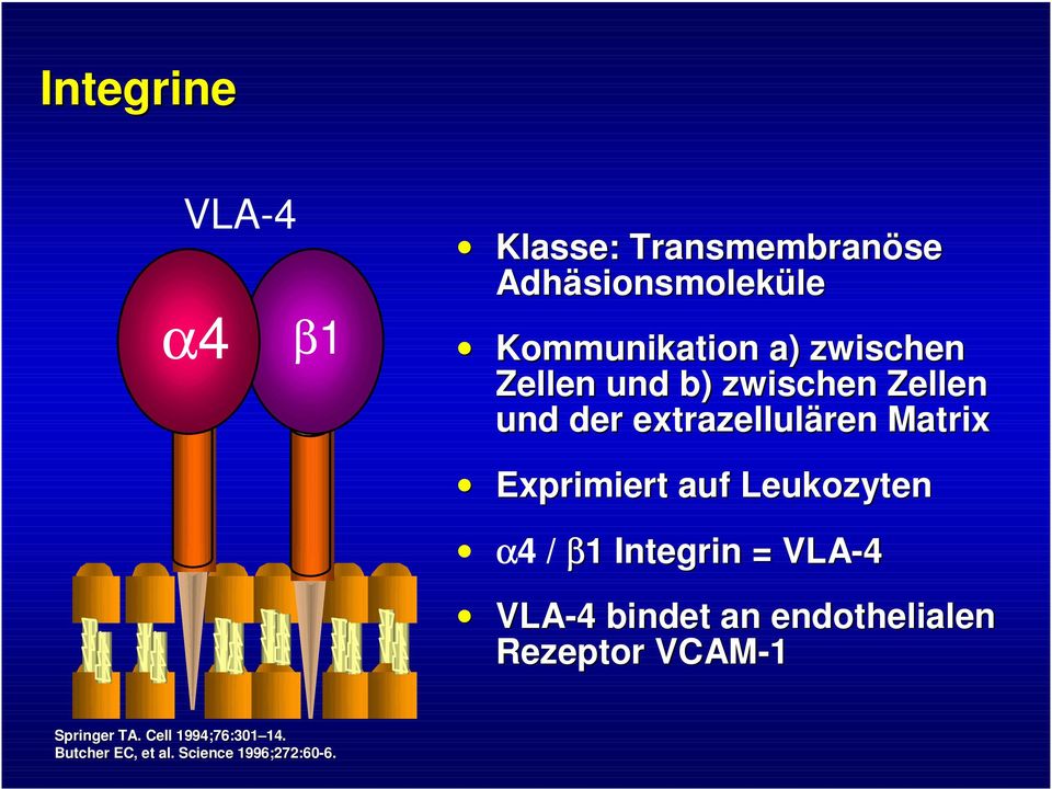 auf Leukozyten α4 / β1 Integrin = VLA-4 VLA-4 bindet an endothelialen Rezeptor