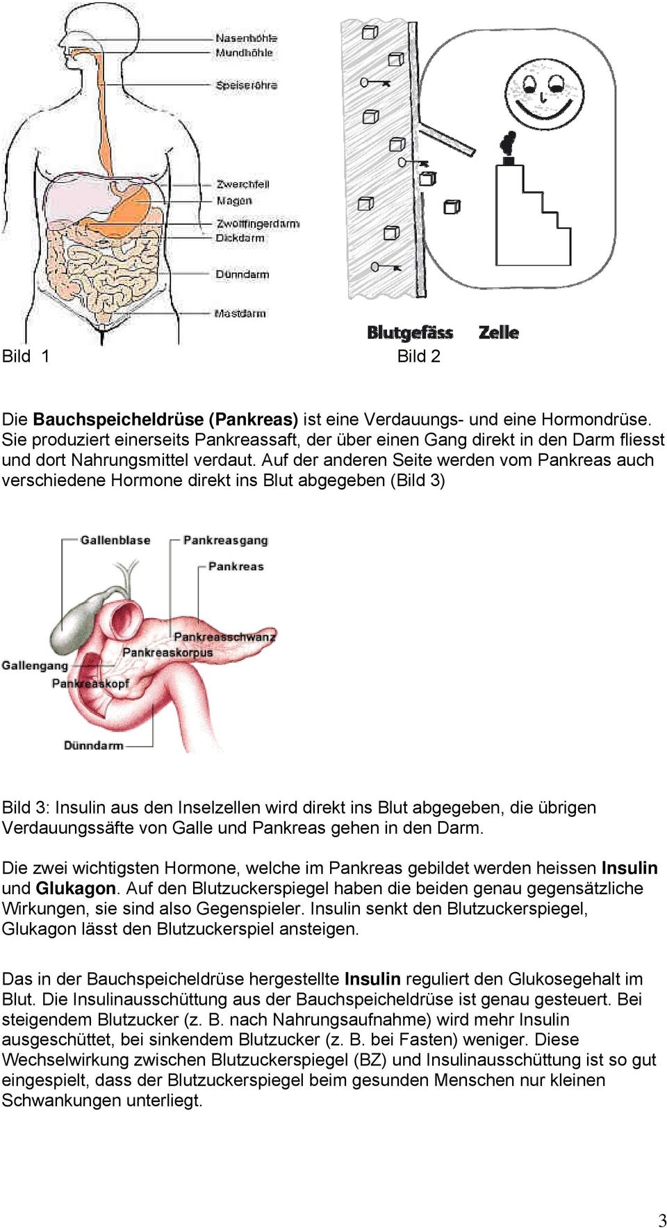 Auf der anderen Seite werden vom Pankreas auch verschiedene Hormone direkt ins Blut abgegeben (Bild 3) Bild 3: Insulin aus den Inselzellen wird direkt ins Blut abgegeben, die übrigen Verdauungssäfte