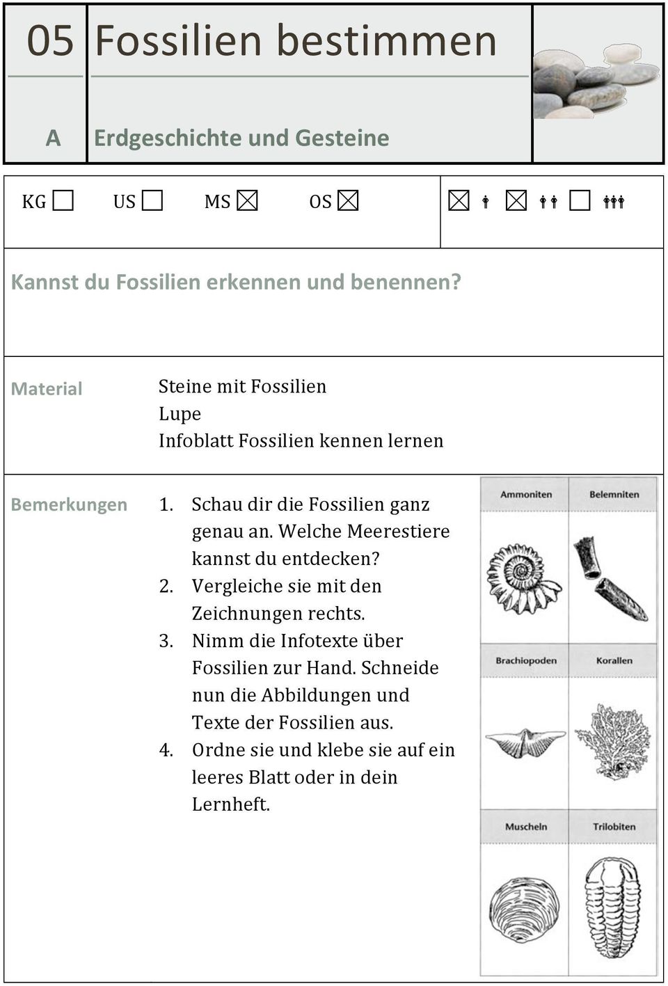 Welche Meerestiere kannst du entdecken? 2. Vergleiche sie mit den Zeichnungen rechts. 3.