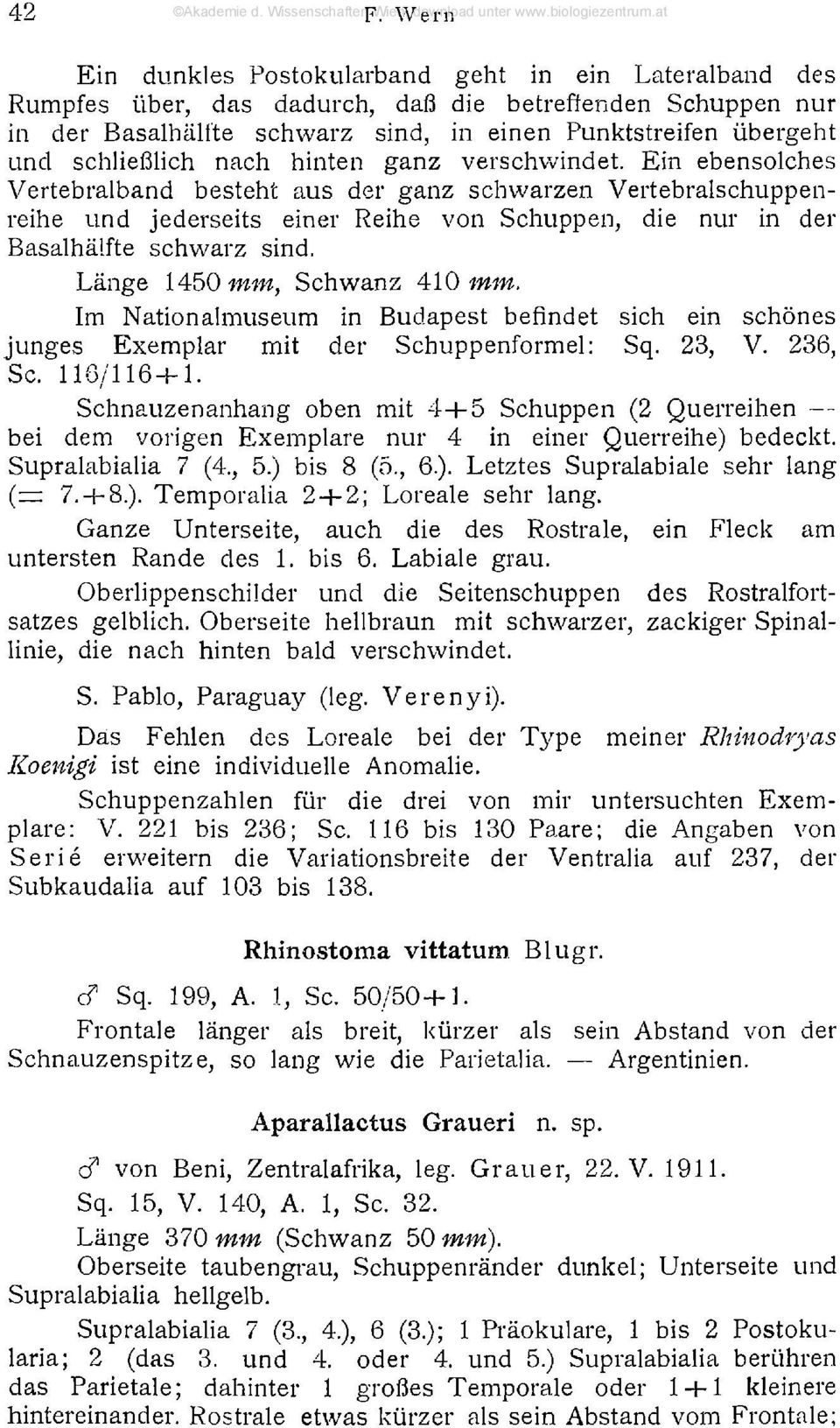 nach hinten ganz verschwindet. Ein ebensolches Vertebralband besteht aus der ganz schwarzen Vertebralschuppenreihe und jederseits einer Reihe von Schuppen, die nur in der Basalhälfte schwarz sind.