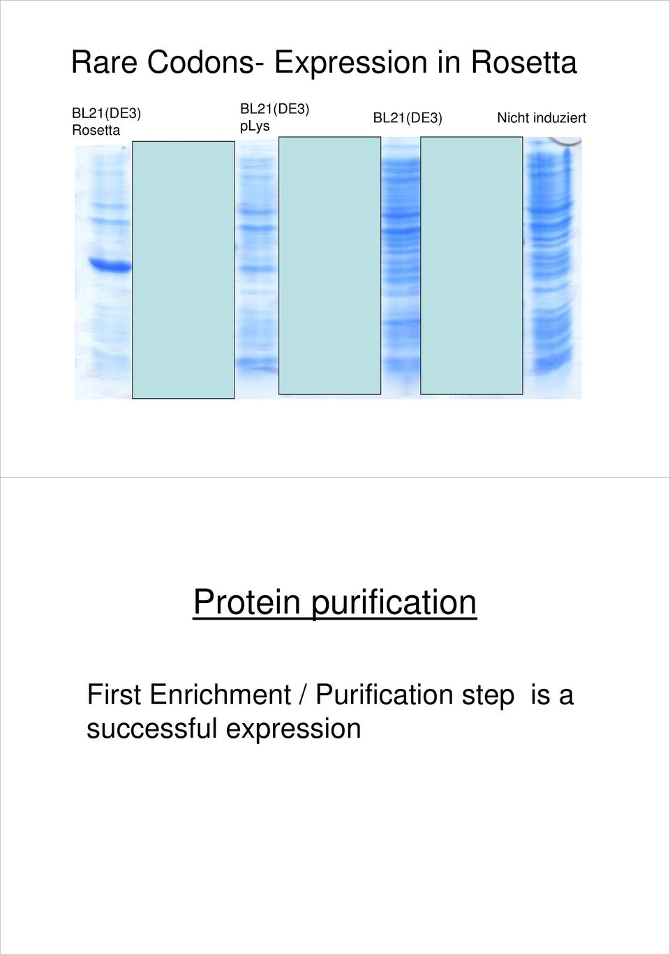 induziert Protein purification First