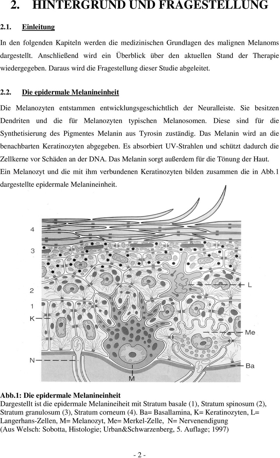 2. Die epidermale Melanineinheit Die Melanozyten entstammen entwicklungsgeschichtlich der Neuralleiste. Sie besitzen Dendriten und die für Melanozyten typischen Melanosomen.