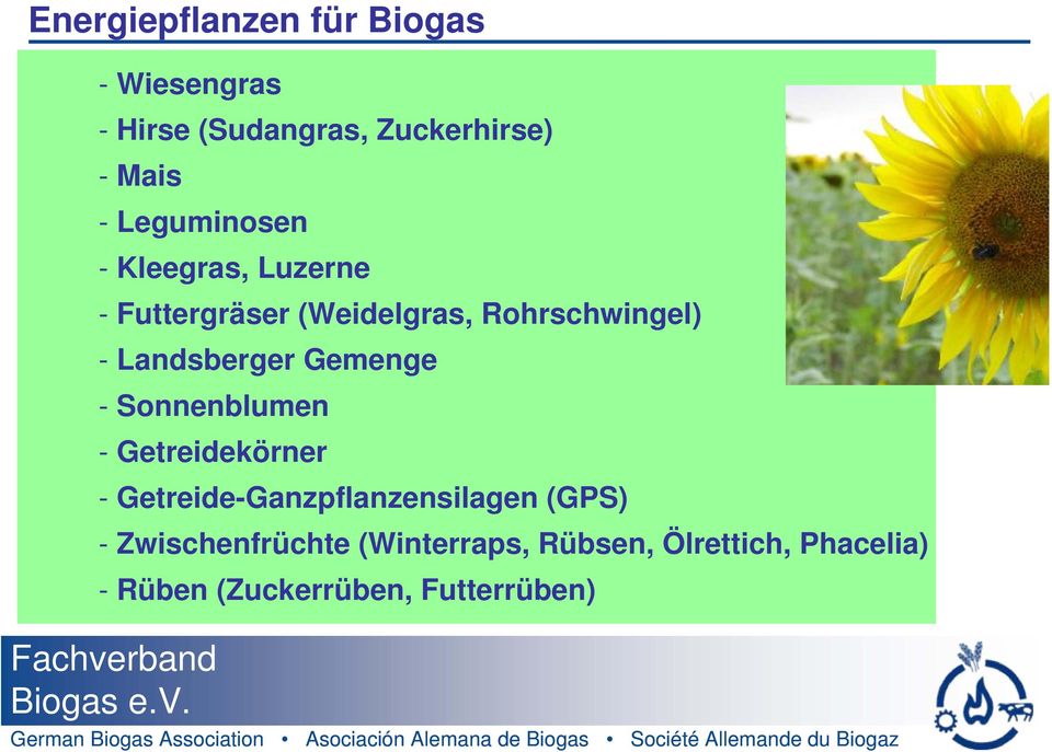 Landsberger Gemenge - Sonnenblumen - Getreidekörner - Getreide-Ganzpflanzensilagen