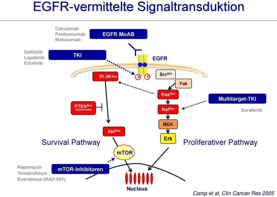 PTEN Mut /Inactivaed Raf Mut Sorafenib MEK Survival Pathway Akt Mut Erk Proliferativer Pathway mtor