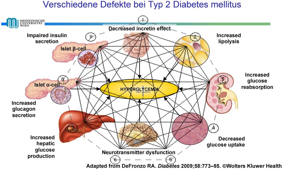 reabsorption Increased glucagon secretion Increased hepatic glucose production Neurotransmitter