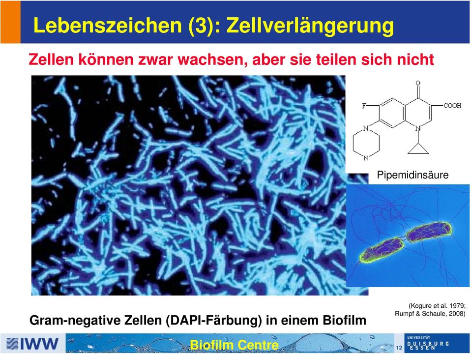 Pipemidinsäure Gram-negative Zellen (DAPI-Färbung)