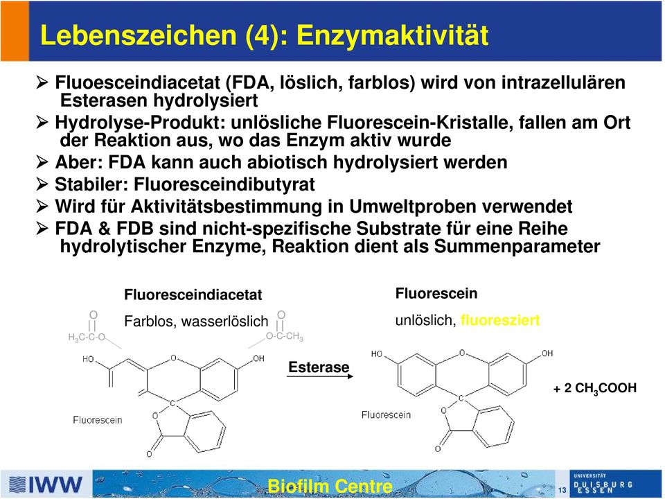 Fluoresceindibutyrat Wird für Aktivitätsbestimmung in Umweltproben verwendet FDA & FDB sind nicht-spezifische Substrate für eine Reihe hydrolytischer