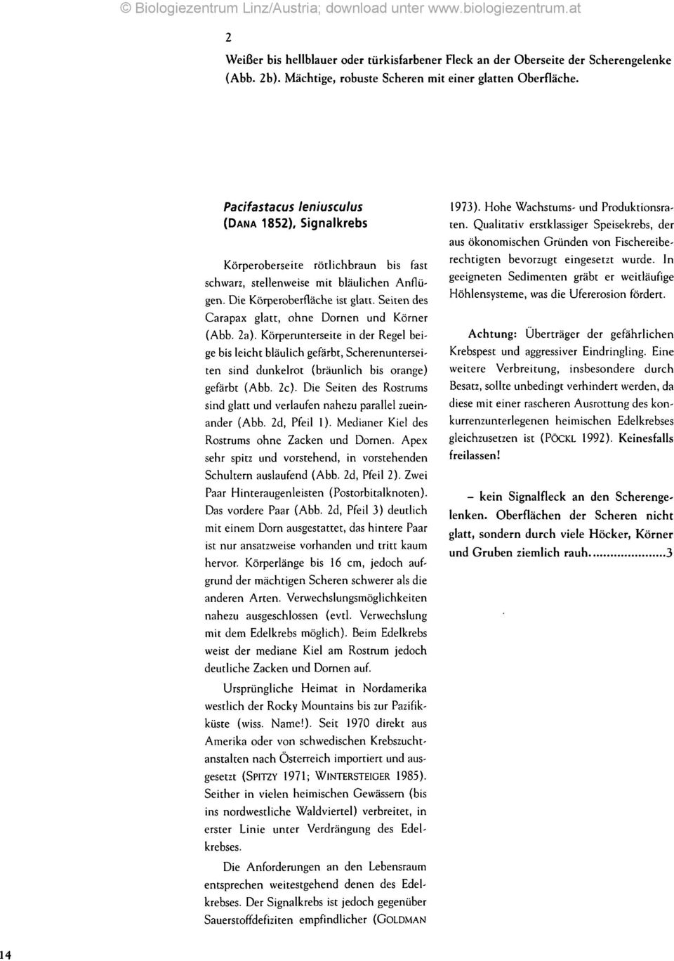 Seiten des Carapax glatt, ohne Dornen und Körner (Abb. 2a). Körperunterseite in der Regel beige bis leicht bläulich gefärbt, Scherenunterseiten sind dunkelrot (bräunlich bis orange) gefärbt (Abb. 2c).