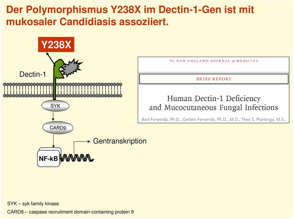 Y238X Dectin-1 Gentranskription NF-kB SYK syk