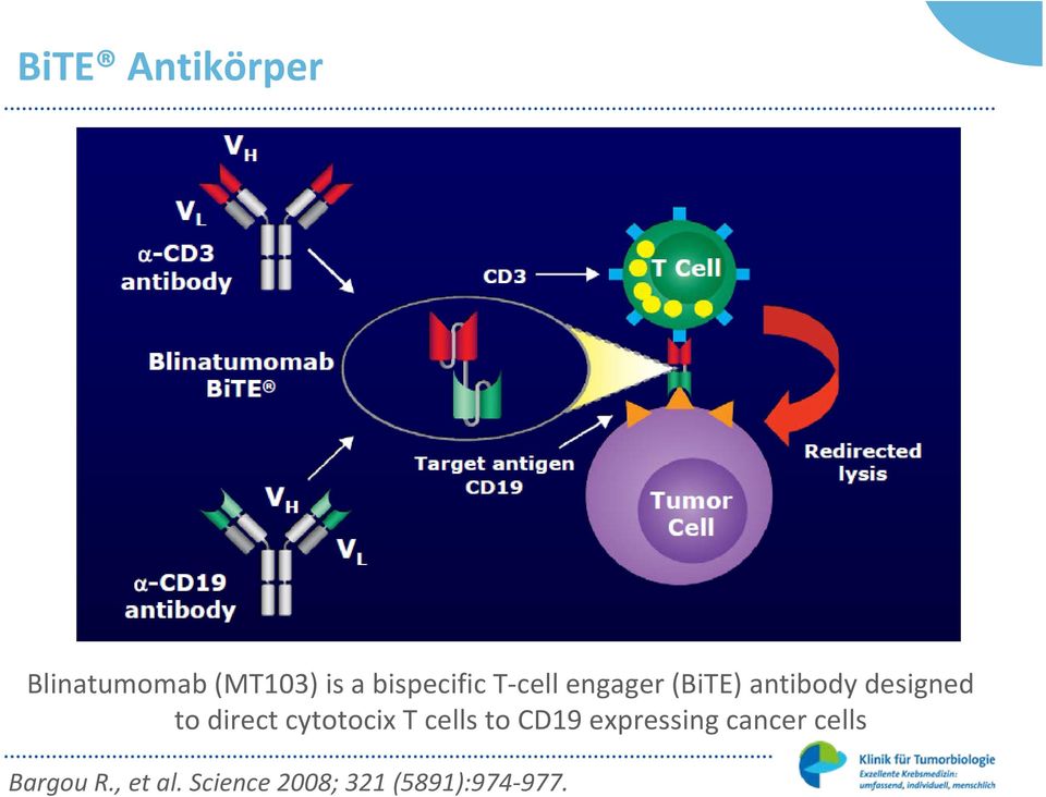 to direct cytotocix T cells to CD19 expressing