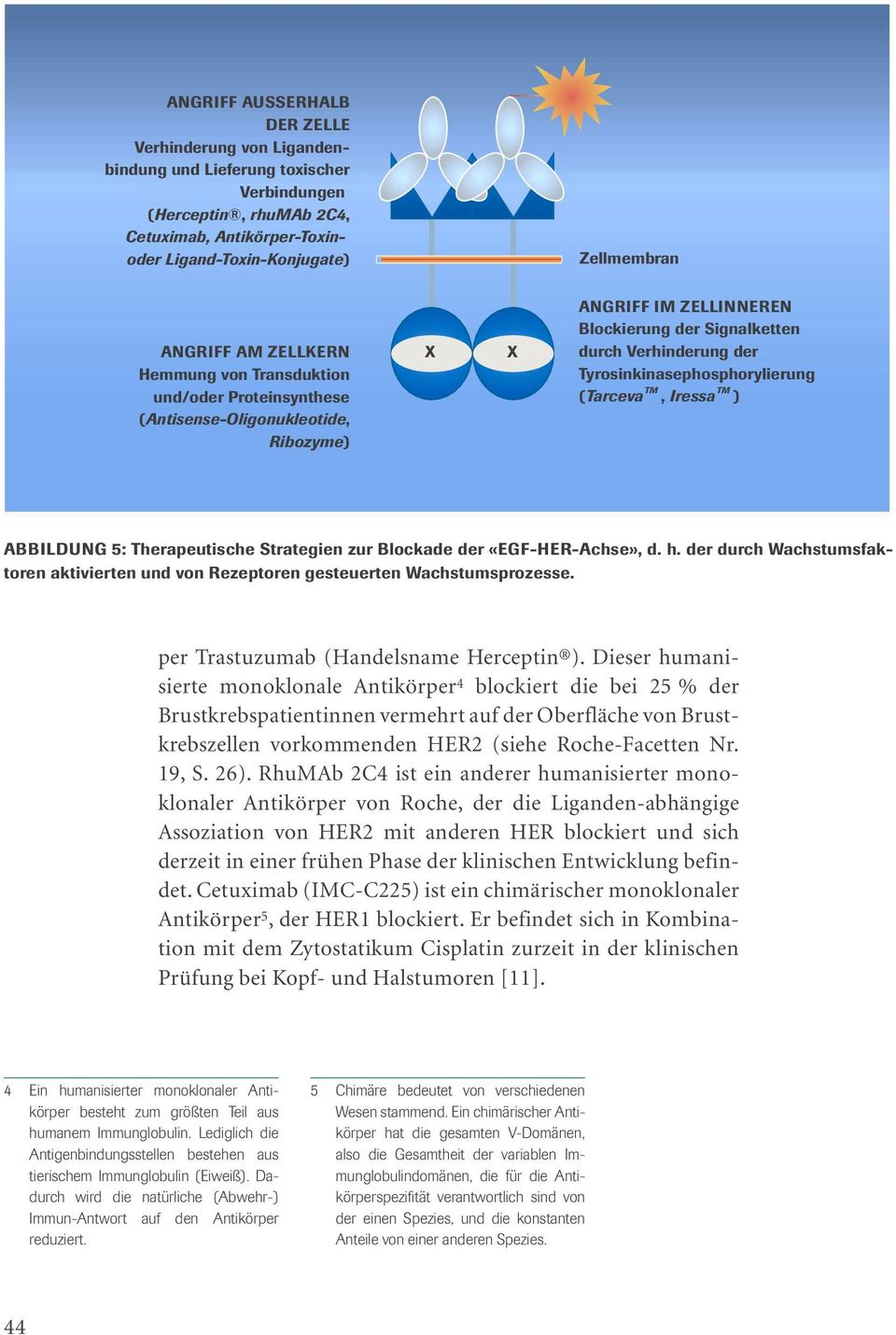 Tyrosinkinasephosphorylierung TM TM (Tarceva, Iressa ) ABBILDUNG 5: Therapeutische Strategien zur Blockade der «EGF-HER-Achse», d. h.