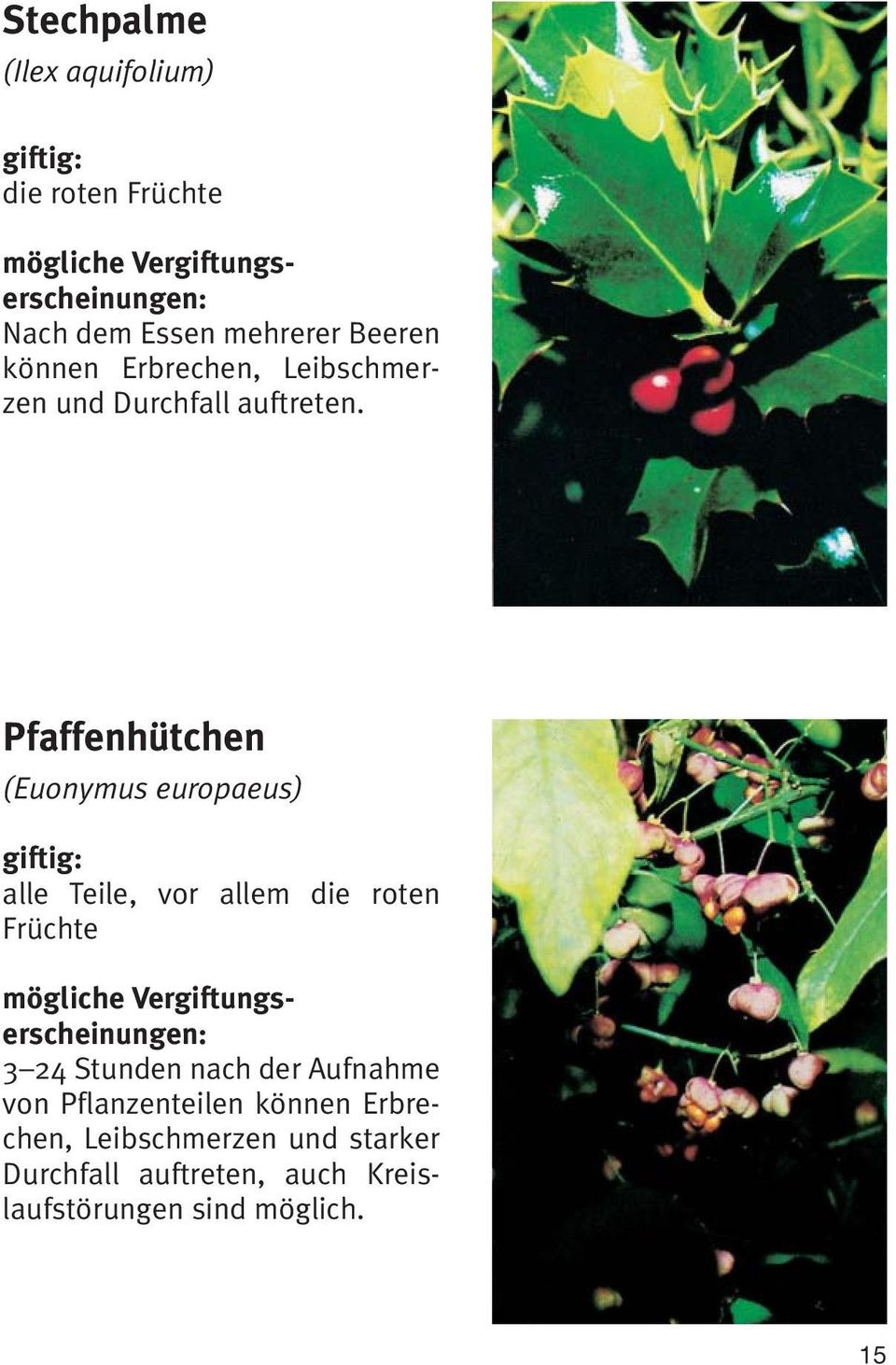 Pfaffenhütchen (Euonymus europaeus) giftig: alle Teile, vor allem die roten Früchte 3 24
