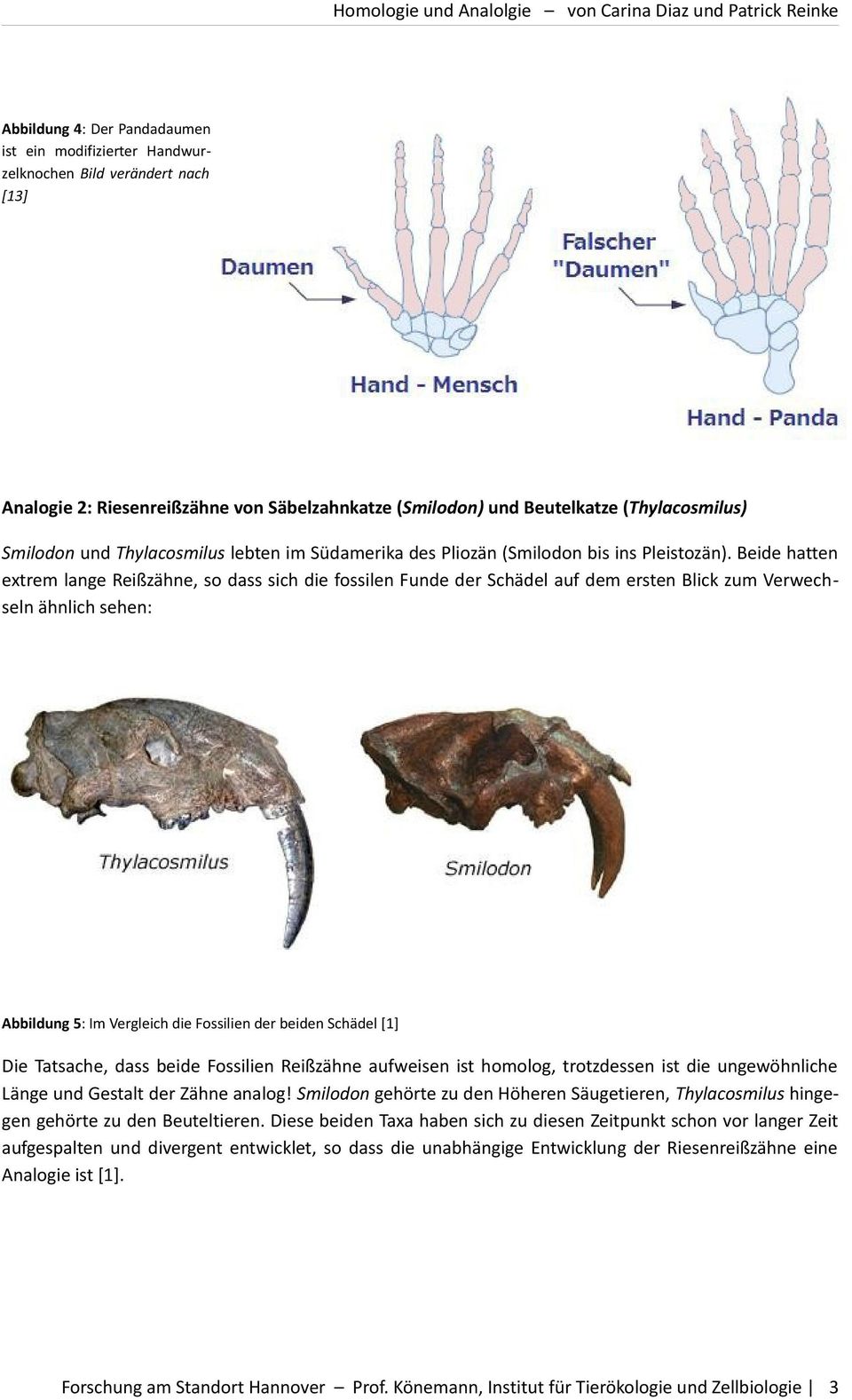 Beide hatten extrem lange Reißzähne, so dass sich die fossilen Funde der Schädel auf dem ersten Blick zum Verwechseln ähnlich sehen: Abbildung 5: Im Vergleich die Fossilien der beiden Schädel [1] Die