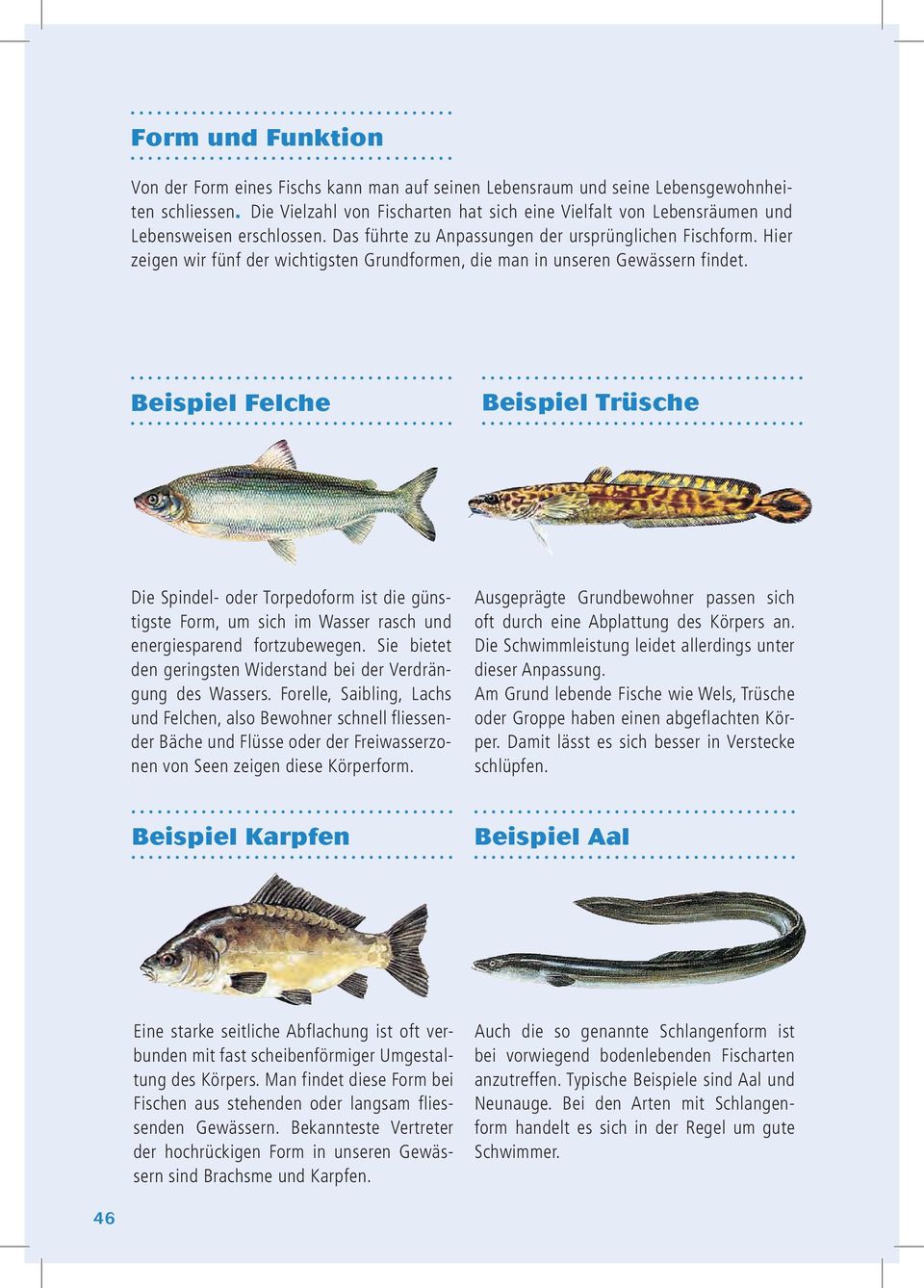 Hier zeigen wir fünf der wichtigsten Grundformen, die man in unseren Gewässern findet.