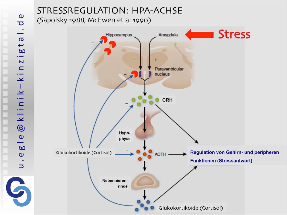Stress Regulation von Gehirn- und peripheren