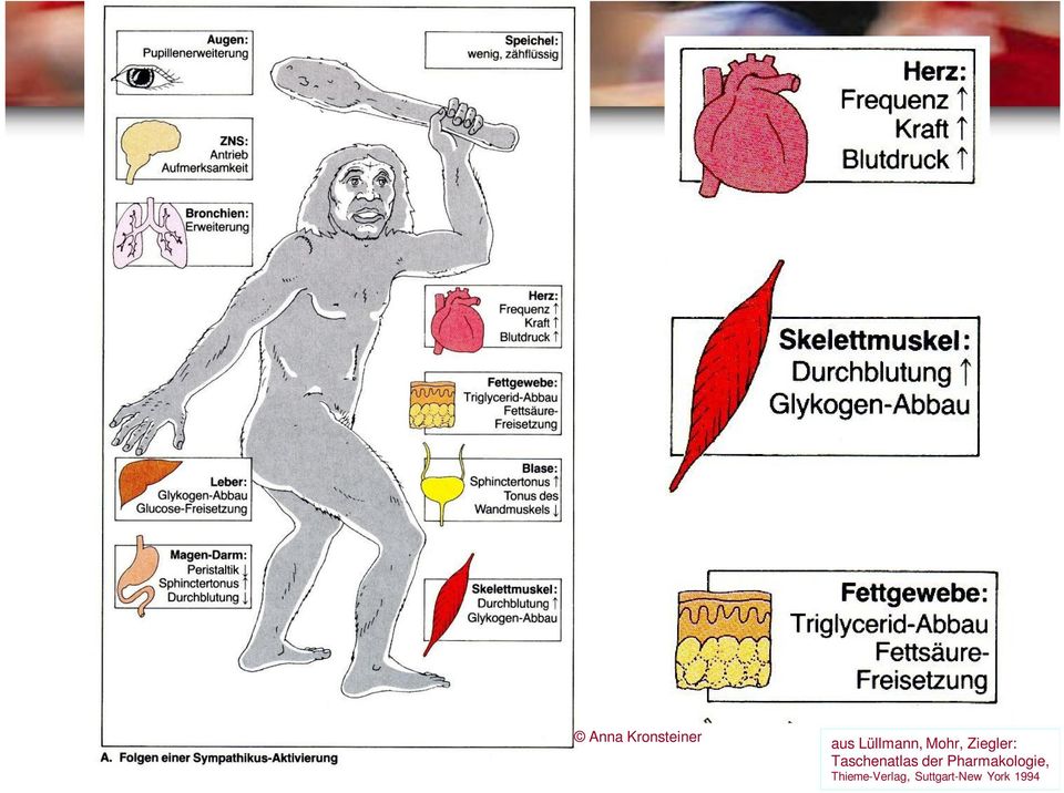 der Pharmakologie,