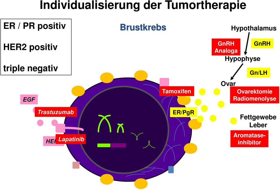 Brustkrebs Tamoxifen ER/PgR GnRH Analoga Hypophyse Ovar