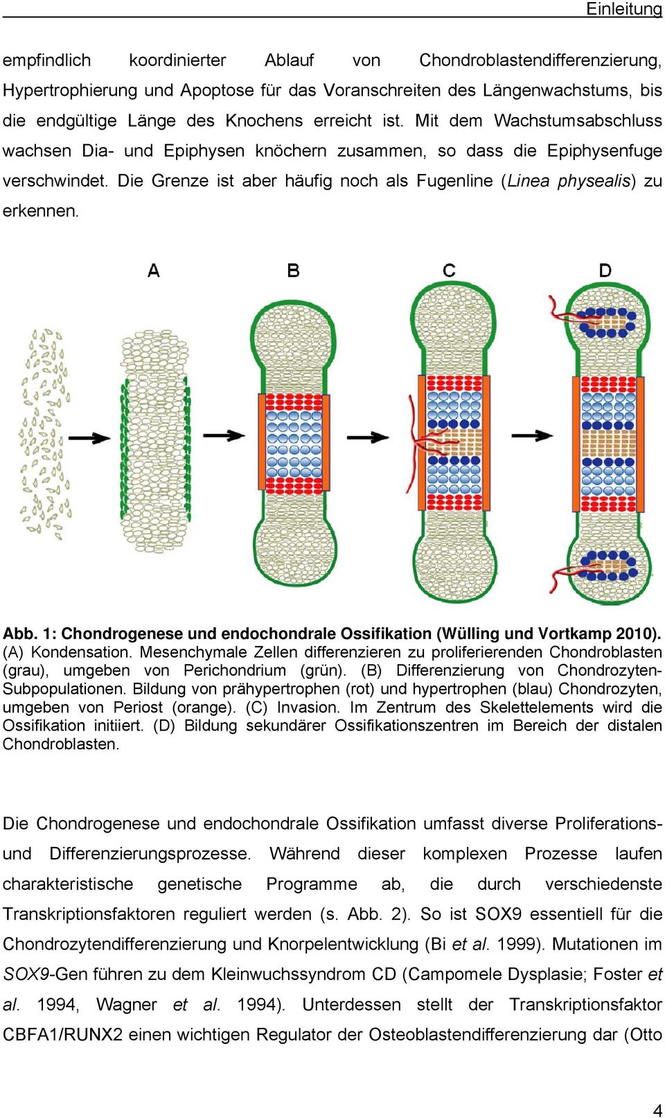 1: Chondrogenese und endochondrale Ossifikation (Wülling und Vortkamp 2010). (A) Kondensation.