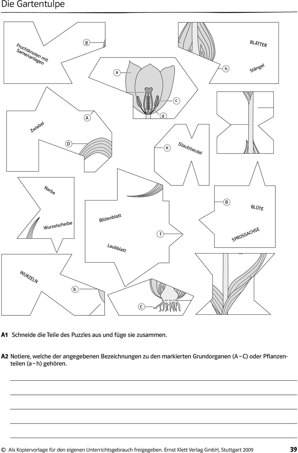 Grundorganen (A C) oder Pflanzenteilen (a h) gehören.