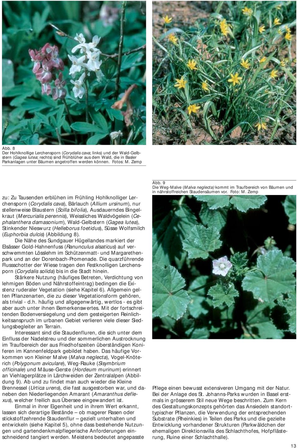 Zemp zu: Zu Tausenden erblühen im Frühling Hohlknolliger Lerchensporn (Corydalis cava), Bärlauch (Allium ursinum), nur stellenweise Blaustern (Scilla bifolia), Ausdauerndes Bingelkraut (Mercurialis