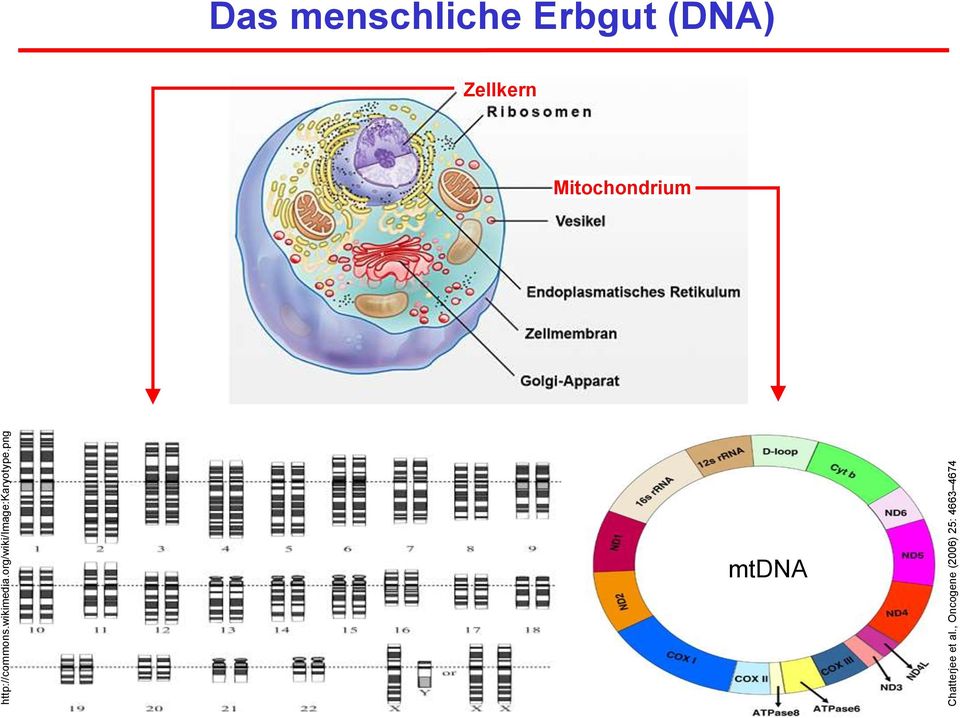 png Das menschliche Erbgut (DNA)