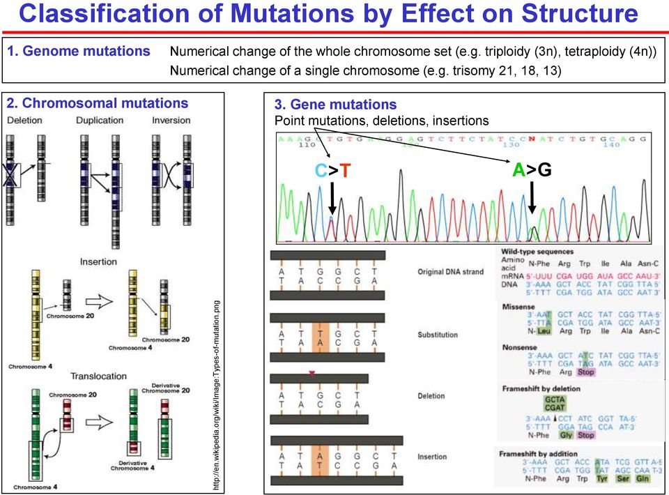 Genome mutations Numerical change