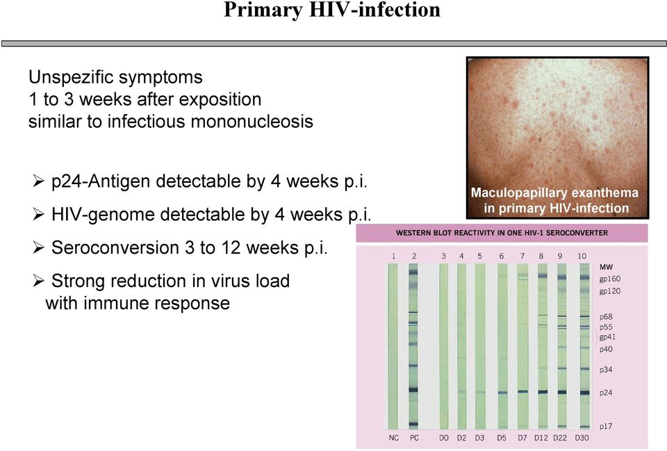 i. Seroconversion 3 to 12 weeks p.i. Strong reduction in virus load with immune