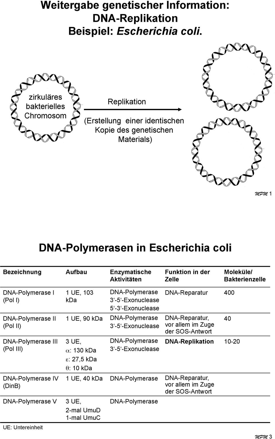 Funktion in der Zelle Moleküle/ Bakterienzelle DNA-Polymerase I (Pol I) DNA-Polymerase II (Pol II) DNA-Polymerase III (Pol III) DNA-Polymerase IV (DinB) DNA-Polymerase V UE: Untereinheit 1 UE, 103