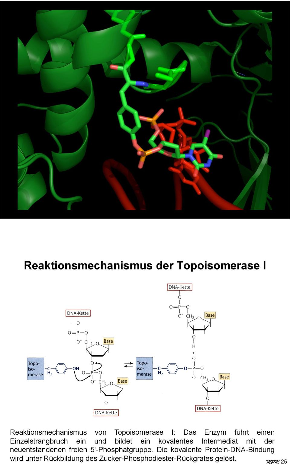 kovalentes Intermediat mit der neuentstandenen freien 5'-Phosphatgruppe.