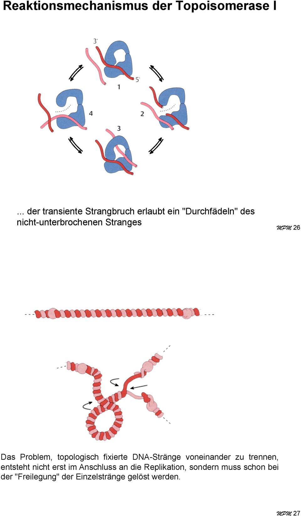 Stranges MPM 26 Das Problem, topologisch fixierte DNA-Stränge voneinander zu