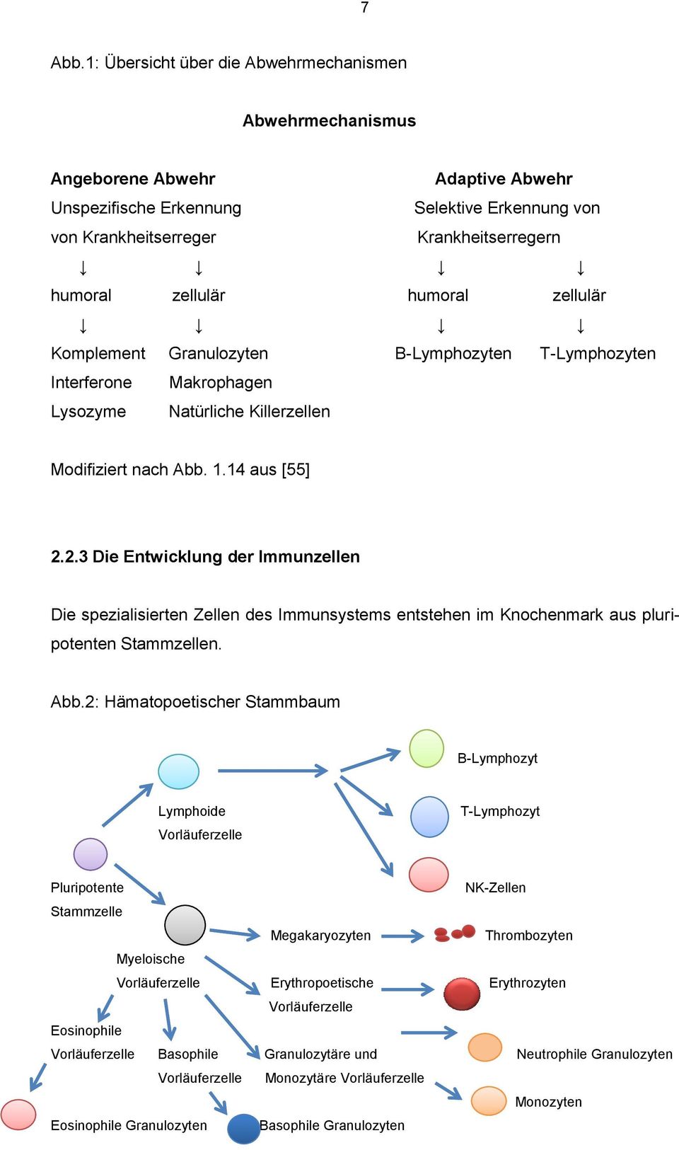 humoral zellulär Komplement Granulozyten B-Lymphozyten T-Lymphozyten Interferone Makrophagen Lysozyme Natürliche Killerzellen Modifiziert nach Abb. 1.14 aus [55] 2.