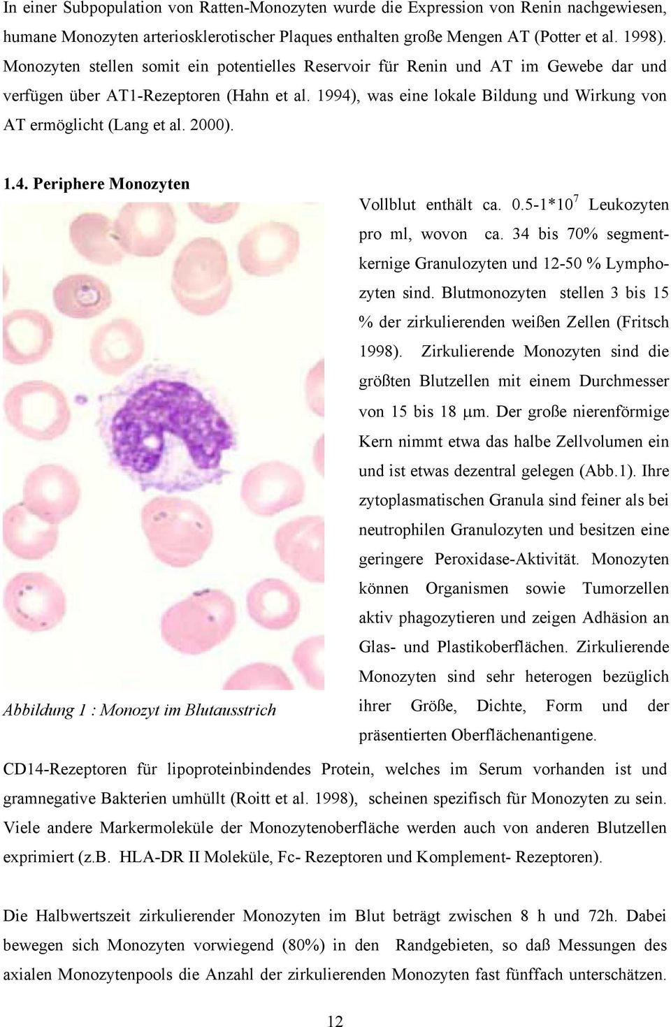 1994), was eine lokale Bildung und Wirkung von AT ermöglicht (Lang et al. 2000). 1.4. Periphere Monozyten Abbildung 1 : Monozyt im Blutausstrich Vollblut enthält ca. 0.