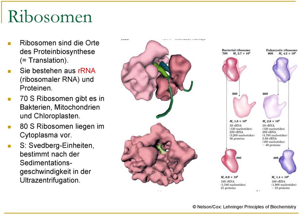70 S Ribosomen gibt es in Bakterien, Mitochondrien und Chloroplasten.