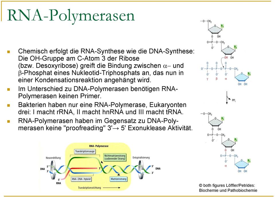 Im Unterschied zu DNA-Polymerasen benötigen RNA- Polymerasen keinen Primer.