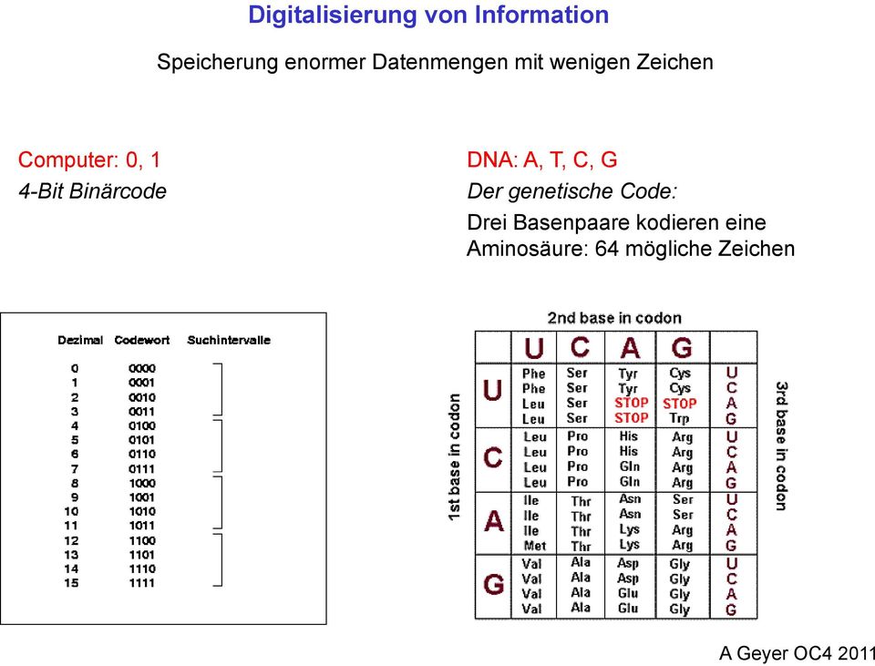 Binärcode DA: A, T, C, G Der genetische Code: Drei