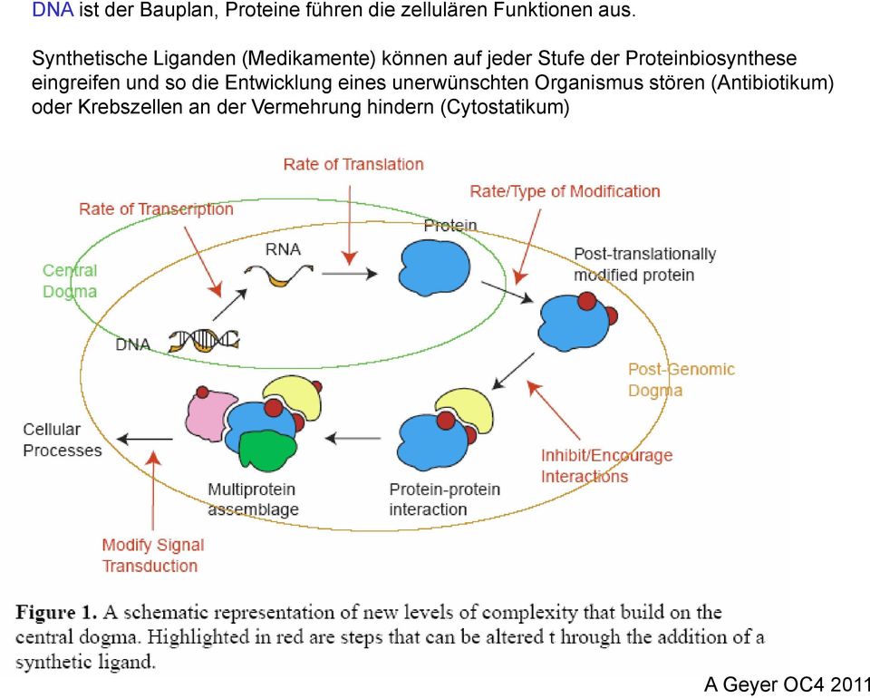 Proteinbiosynthese eingreifen und so die Entwicklung eines unerwünschten