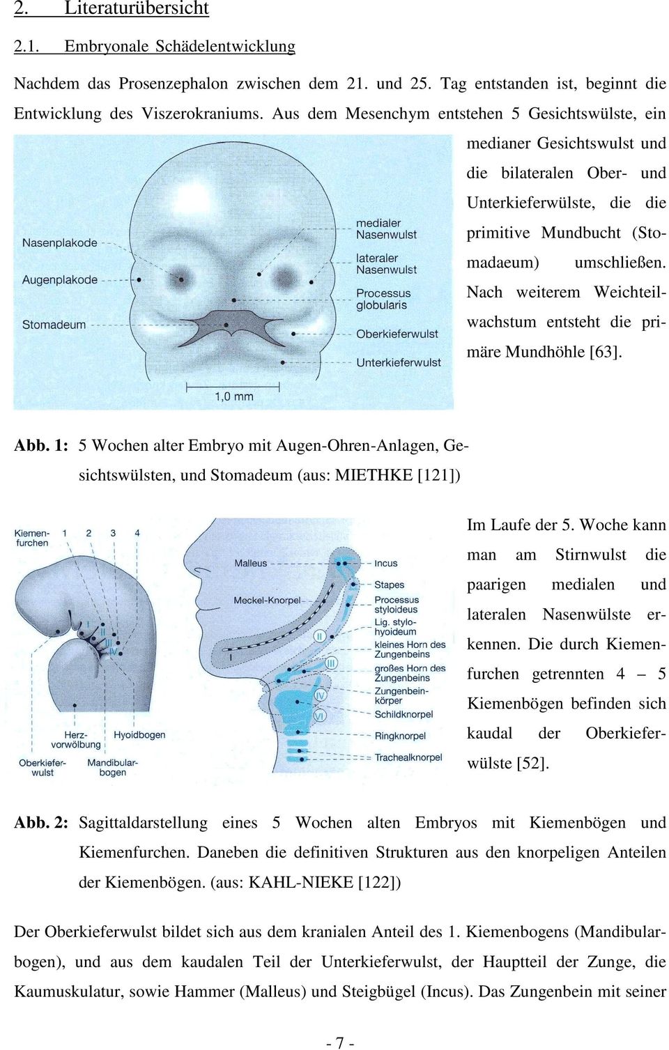 Nach weiterem Weichteilwachstum entsteht die primäre Mundhöhle [63]. Abb. 1: 5 Wochen alter Embryo mit Augen-Ohren-Anlagen, Ge- sichtswülsten, und Stomadeum (aus: MIETHKE [121]) Im Laufe der 5.