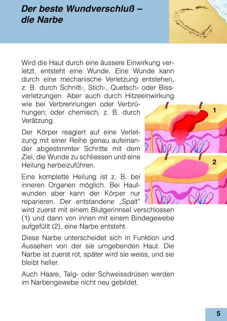 Der Körper reagiert auf eine Verletzung mit einer Reihe genau aufeinander abgestimmter Schritte mit dem Ziel, die Wunde zu schliessen und eine Heilung herbeizuführen. Eine komplette Heilung ist z. B.