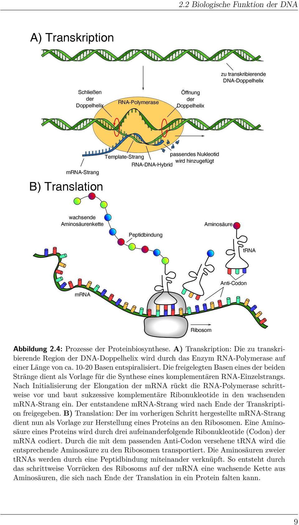 A) Transkription: Die zu transkribierende Region der DNA-Doppelhelix wird durch das Enzym RNA-Polymerase auf einer Länge von ca. 0-20 Basen entspiralisiert.