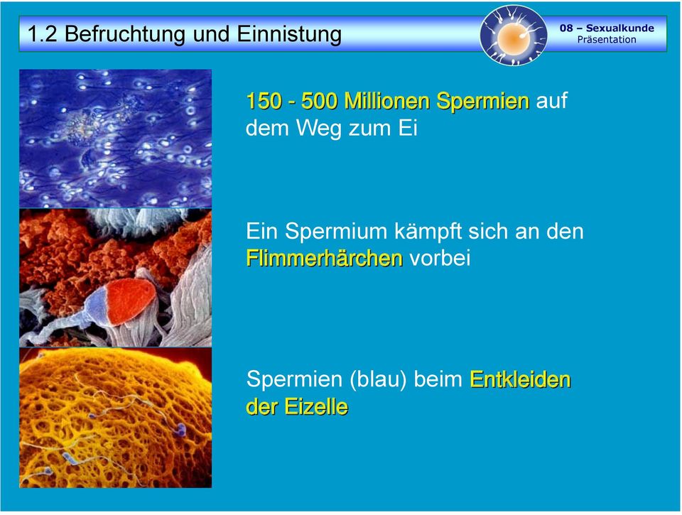 Spermium kämpft sich an den Flimmerhärchen