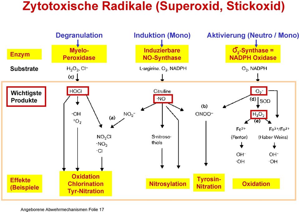 Oxidase Substrate Wichtigste Produkte Effekte (Beispiele Oxidation Chlorination