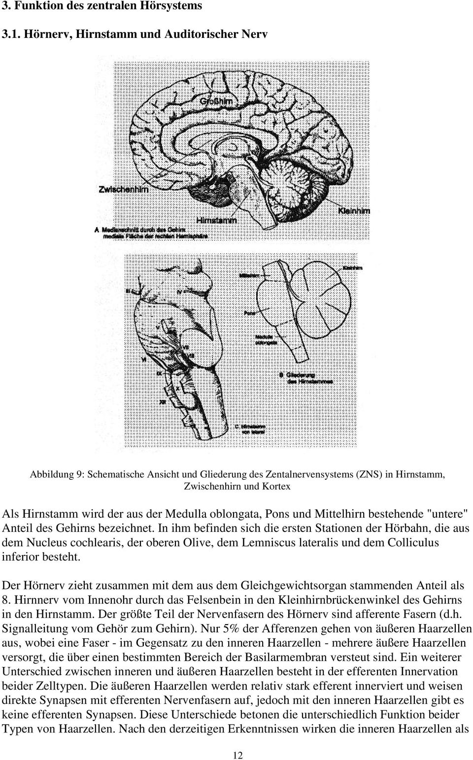 oblongata, Pons und Mittelhirn bestehende "untere" Anteil des Gehirns bezeichnet.